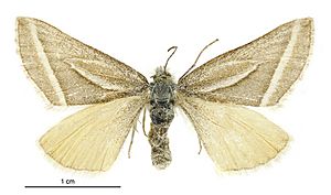 Aponotoreas insignis female.jpg