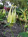 Aquilegia canadensis 'Corbett'1