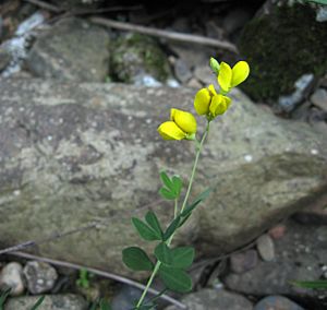 Baptisia tinctoria.jpg