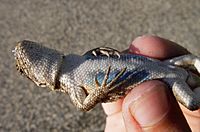 Belly of male Southern sagebrush lizard (Sceloporus graciosus)