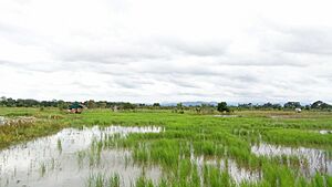 Bentang Alam, Cempaka, Banjarbaru, 11-12-2016