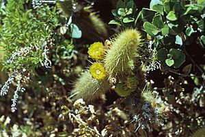 Bergerocactus emoryi1MIBEA.jpg