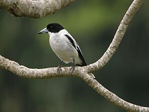 Black-backed Butcherbird.jpg