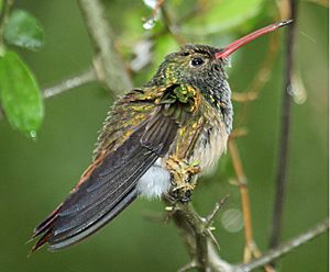 Buff-bellied Hummingbird