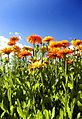 Calendula officinalis and sky