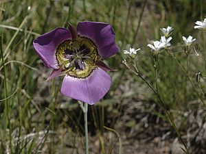 Calochortus gunnisonii gunnisonii1.jpg