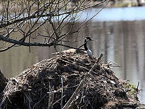 Canada Geese Nesting on Beaver Lodge, Crawford County, PA 1960