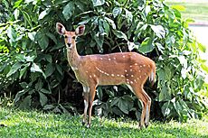 Cape bushbuck (Tragelaphus sylvaticus) female