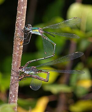 ChalcolestesViridis