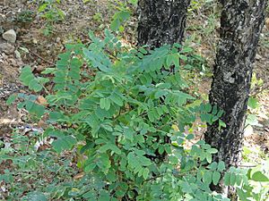 Chloroxylon from India