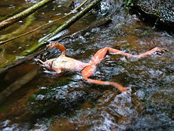 Chytridiomycosis