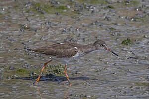 Common redshank (Tringa totanus) Bahrain.jpg