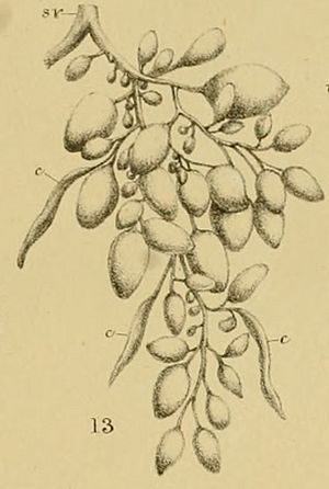 Contributionstod00lank 0079 Fig 13 Ovary