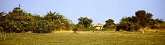 Crested eagle panorama