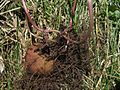 Cyclamen purpurascens tuber