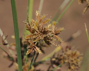 Cyperus gilesii flower