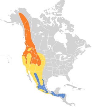 Empidonax hammondii map.svg