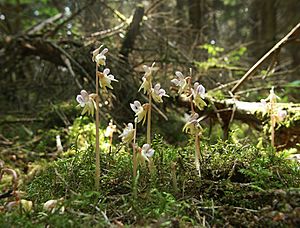 Epipogium aphyllum plants.jpg