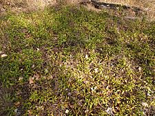 Eremophila debilis habit