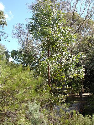 Eucalyptus dumosa