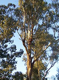 Eucalyptus tree