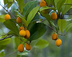 Goetzea elegans fruit