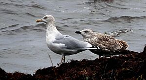 Gråtrut (Larus argentatus) - Ystad-2023