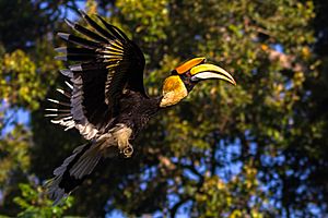 Great Indian Hornbill Buceros bicornis