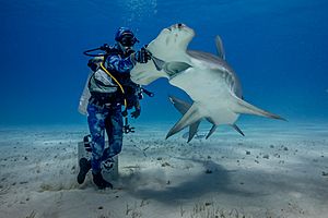 Great hammerhead feeding, Bimini