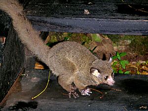 Greater Bush Baby