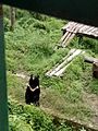 Himalayan bear in sikkim