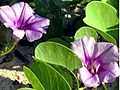 Ipomoea pes-caprae Malaysia