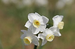 Jonquil flowers at f5