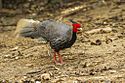 White-crested Kalij Pheasant