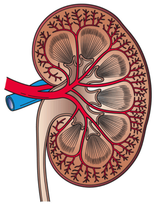 Kidney Cross Section