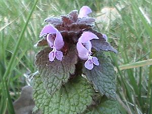 Lamium purpureum Closeup