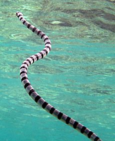 Laticauda colubrina (Wakatobi)