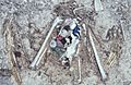 Laysan albatross chick remains