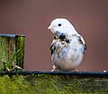 Leucistic Reed Bunting 1