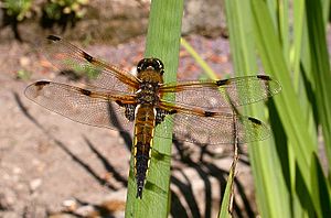 Libellula quadrimaculata 01