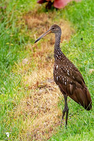 Limpkin (Aramus guarauna)