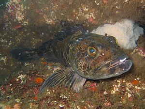 Lingcod1.JPG