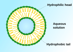 Liposome scheme-en