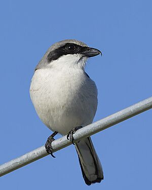 Loggerhead Shrike Gary Leavens