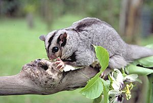 Mahogany glider.jpg