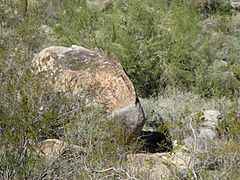 Minor petroglyph