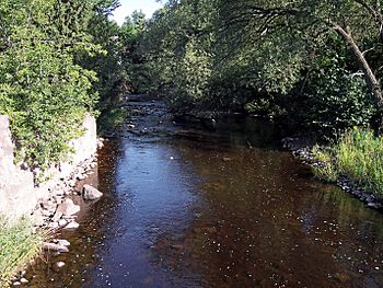 Montreal River Ironwood.jpg