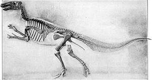 Mounted Edmontosaurus