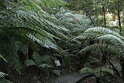 National botanical gardens rainforest tour