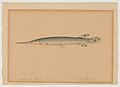 Needlefish (Lake Erie, Buffalo, New York, February 1854)